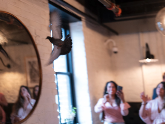Rogue Pigeon - Socium Team Retreat 2023.