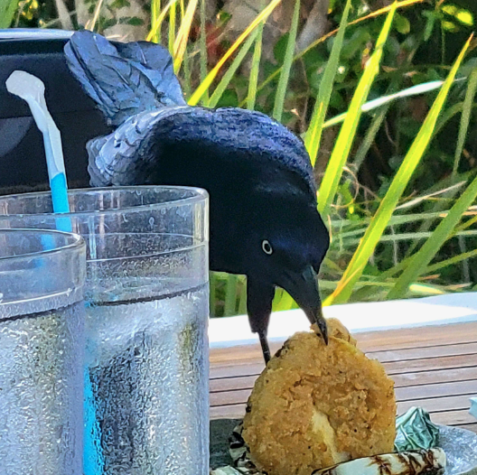 The Deck Birds - Socium Team Retreat 2023.